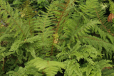 Polystichum setiferum RCP6-2014 264.JPG